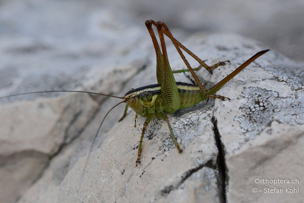 Pachytrachis striolatus, Larve ♀ - HR, Istrien, Mala Učka, 20.07.2015