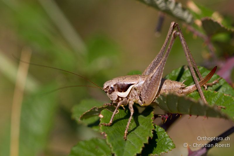 Pholidoptera fallax ♀ - CH, TI, Monte im Muggiotal, 04.09.2013