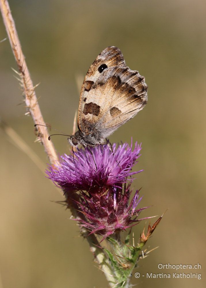 Berghexe (Chazara briseis) - HR, Istrien, Mala Učka, 21.07.2015