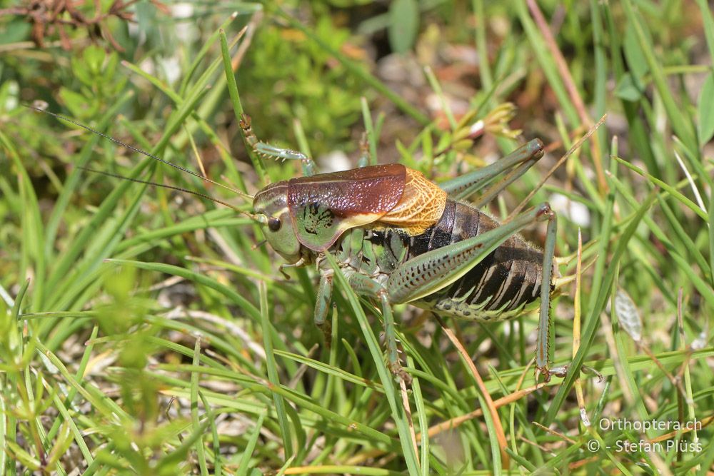 Psorodonotus fieberi ♂- BG, Blagoewgrad, Bergwiese bei Pass nach Pirin, 12.07.2018