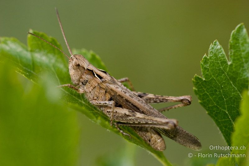 Chorthippus brunneus ♀ - CH, SH, Siblingen, 29.06.2008