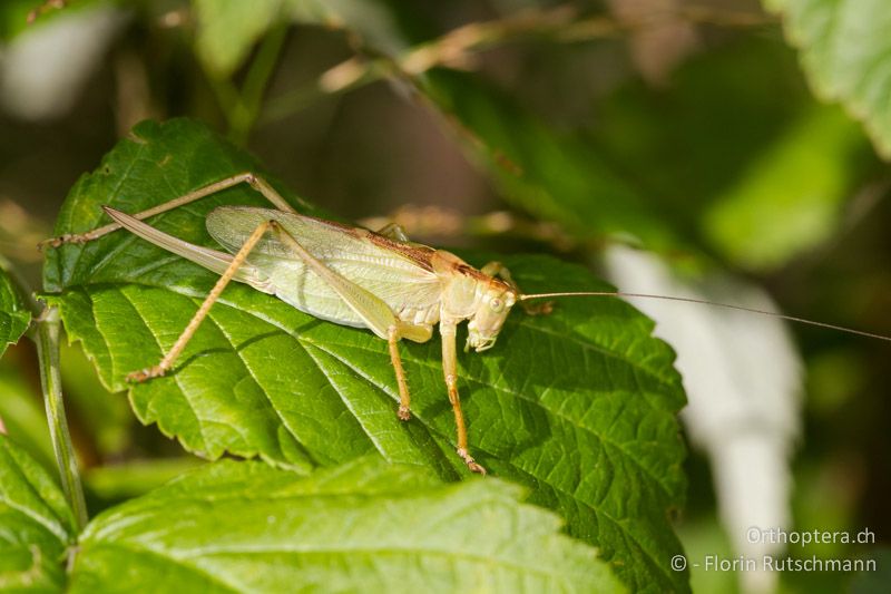 Tettigonia cantans ♀ - AT, Vorarlberg, Sonntag, 28.09.2012