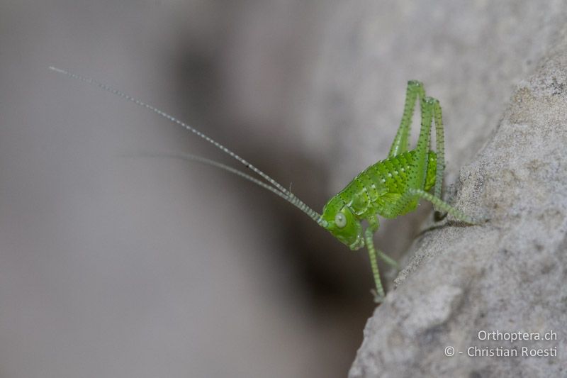 Leptophyes boscii im 1. Larvenstadium - HR, Istrien, Učka, 01.06.2014