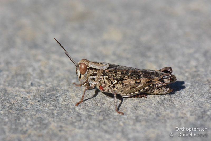 Calliptamus barbarus ♀ - BG, Blagoewgrad, Ploski, 14.07.2018