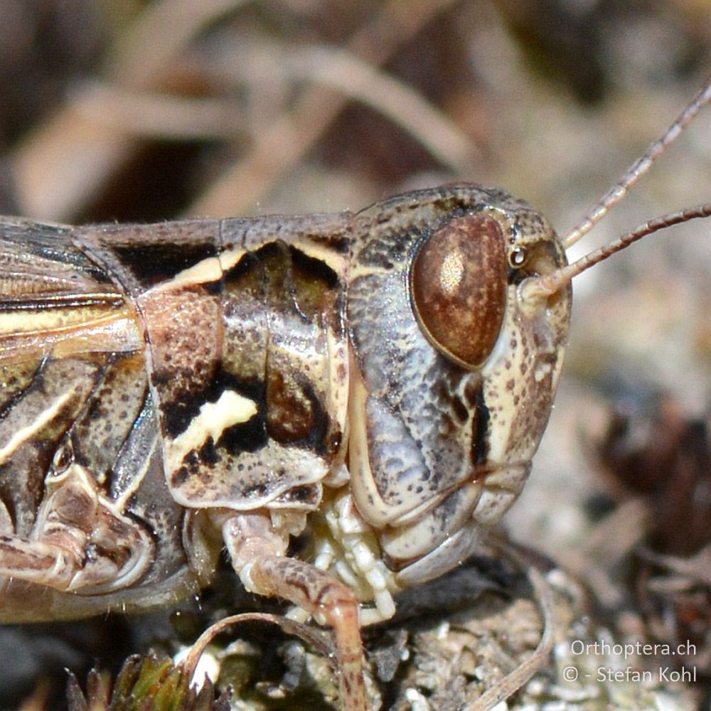 ♀ des Südosteuropäischen Grashüpfers (Dociostaurus brevicollis) - GR, Westmakedonien, Mt. Vernon, 10.07.2013