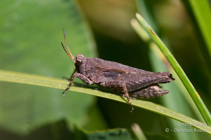 Kurzdorniges ♂ von Tetrix subulata - CH, TI, Isone, 04.09.2013