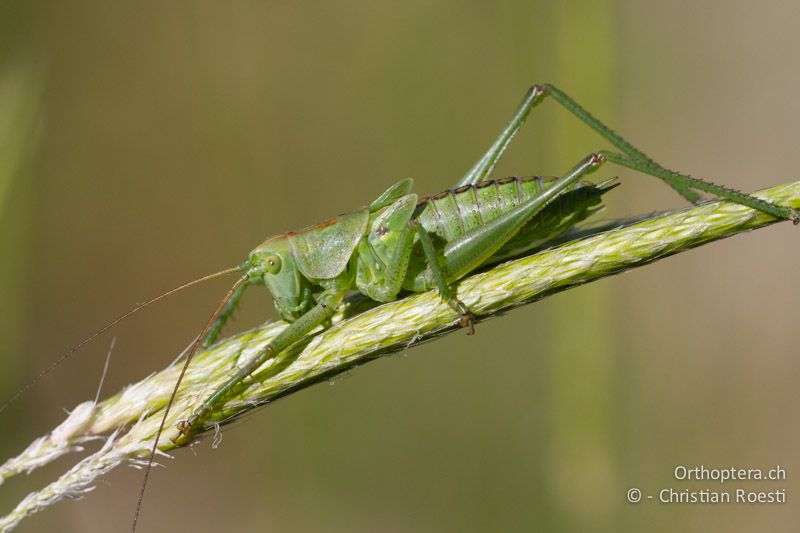 5. Larvenstadium von Tettigonia viridissima ♂ - GR, Ostmakedonien, Alexandroupolis, 11.05.2013