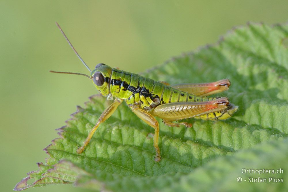 Micropodisma salamandra ♂ - HR, Istrien, Cerovlje, 22.07.2015