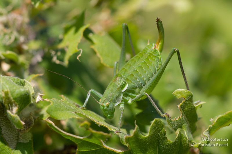 Weibchen der Plumpschrecke Isophya hospodar, Geierfütterungsplatz Potochnitsa, Krumovgrad, 06.05.2012. (Thanks Dragan Chobanov for the help)