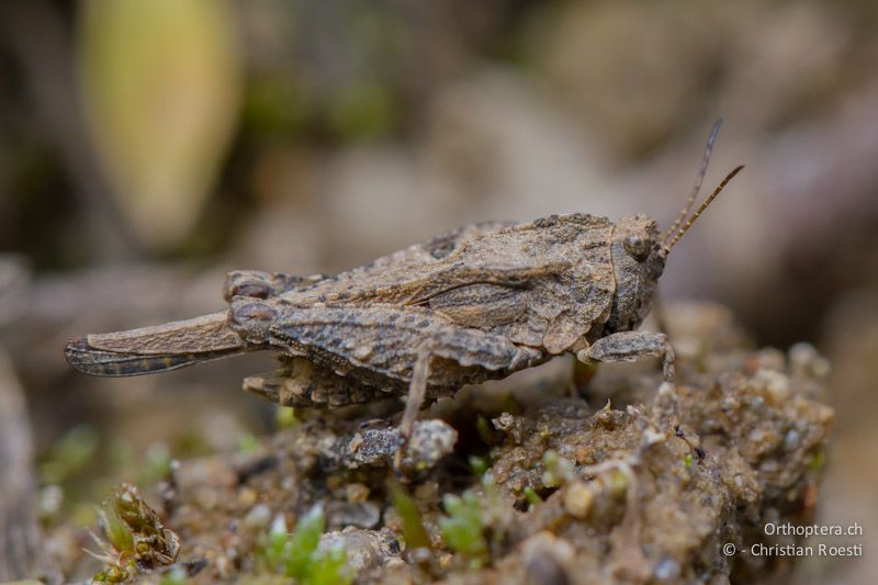 Männchen der Eingedrückten Dornschrecke (Uvarovitettix depressus). An der Arda bei Stojanovo (Ardino), 22.04.2012