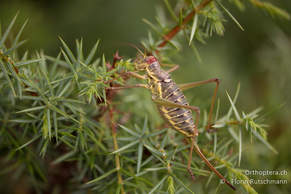 Ephippiger discoidalis - HR, Cres, Beli, 29.07.2014