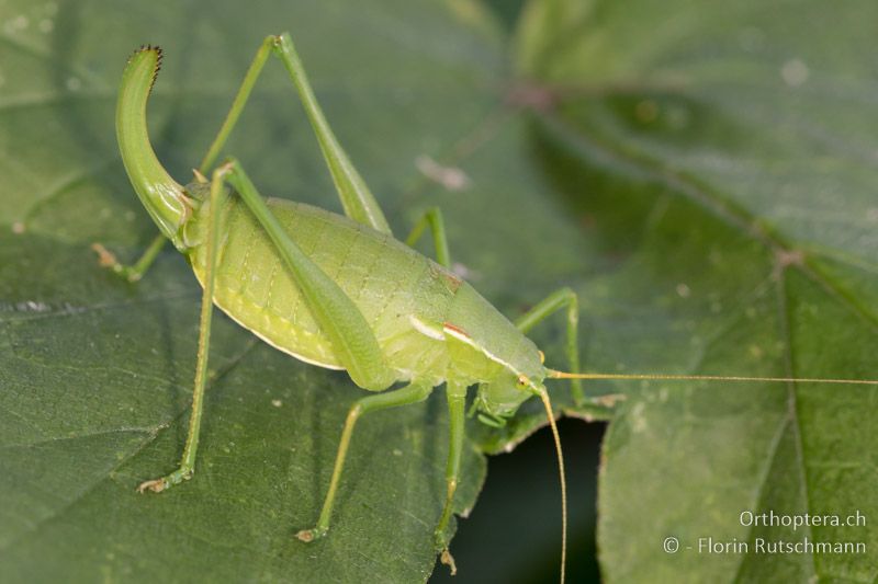 Isophya modesta ♀ - AT, Burgenland, Rohrbach bei Mattersburg, 05.07.2016