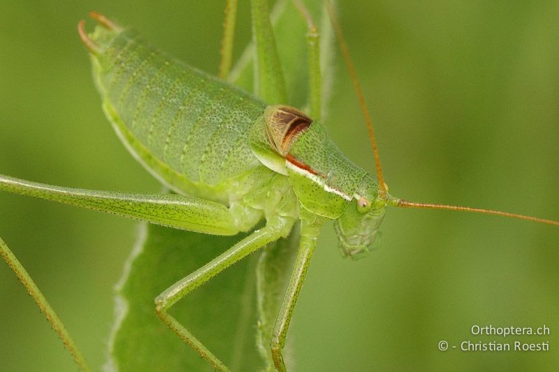 Isophya kraussii ♂ - DE, Baden-Württemberg, Irndorfer Hardt, 24.06.2006