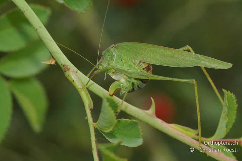 Phaneroptera nana ♀ frisst die frische Spermatophore - CH, TI, Meride, 11.10.2011