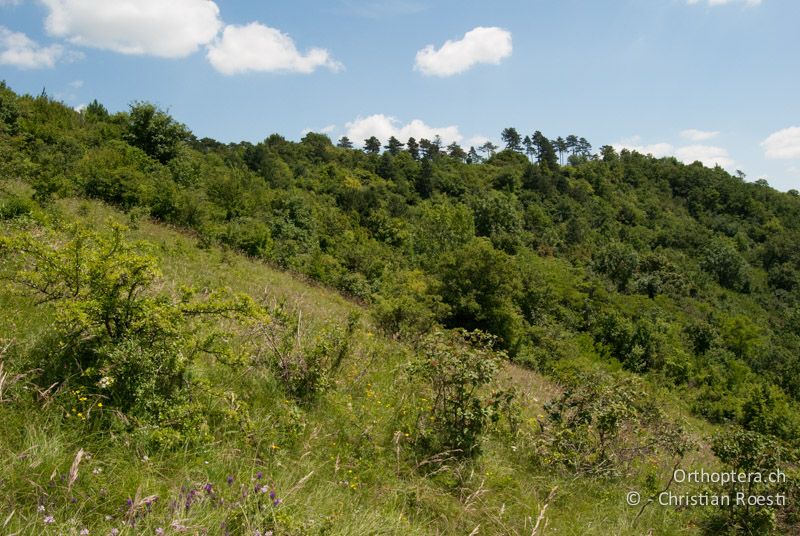 Offene, langgrasige Magerwiese im Wald - AT, Niederösterreich, Bisamberg, 27.06.2010