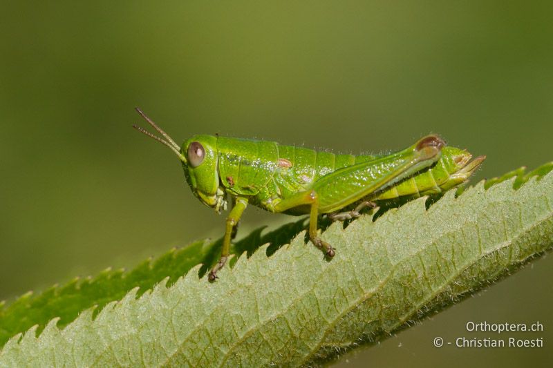 Odontopodisma fallax ♀ im letzten Larvenstadium - HR, Primorje-Gorski, Krk, 07.06.2014