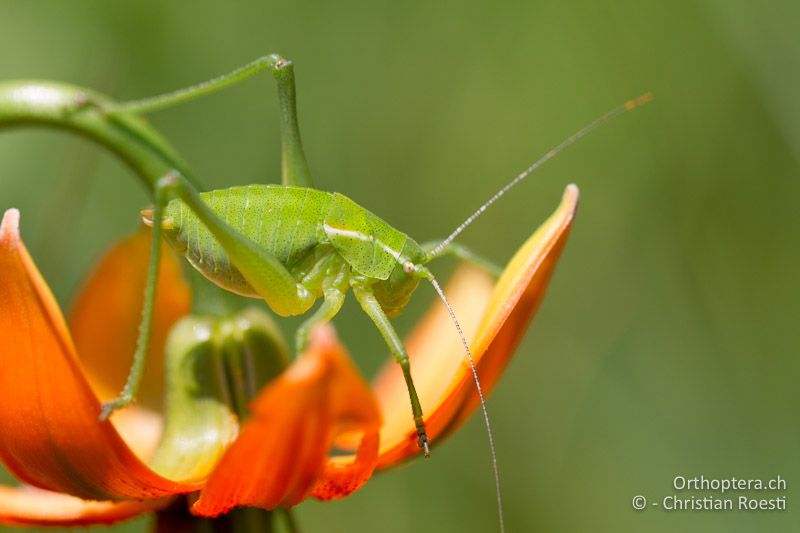 Poecilimon ornatus, ♂ im zweitletzten Stadium - HR, Istien, Mt. Učka, 11.06.2014