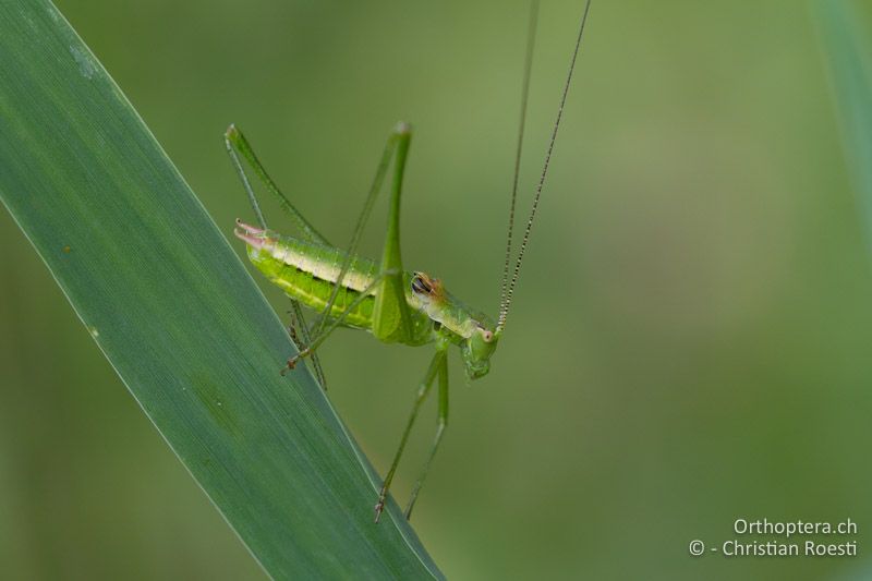 Leptophyes boscii ♂ - HR, Istrien, Vozilići, 13.06.2014