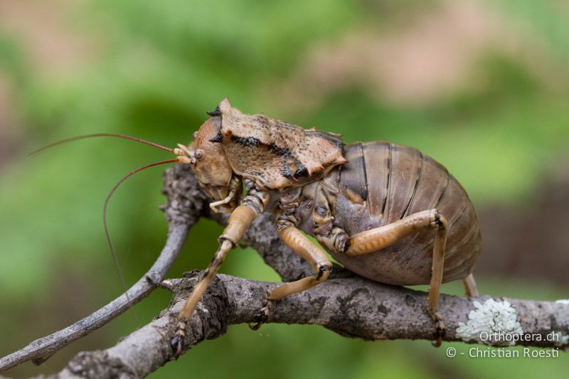 Corn Cricket, Enyaliopsis sp. - SA, Limpopo, Mutale, Pafuri River Camp, 02.01.2015