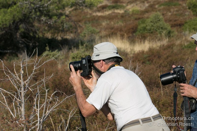 Daniel fotografiert die Paarung der Balkan-Sattelschrecken - HR, Istrien, Premantura, 22.07.2015