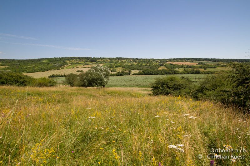 Wunderschöne Wiese mit viel Herbstzeitlosen und Gemeiner Betonie - AT, Burgenland, Rohrbach bei Mattersburg, 05.07.2016