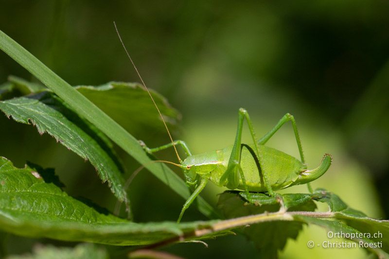 Isophya pienensis ♀ - RU, Transilvania, Harghita-Băi, 14.07.2020