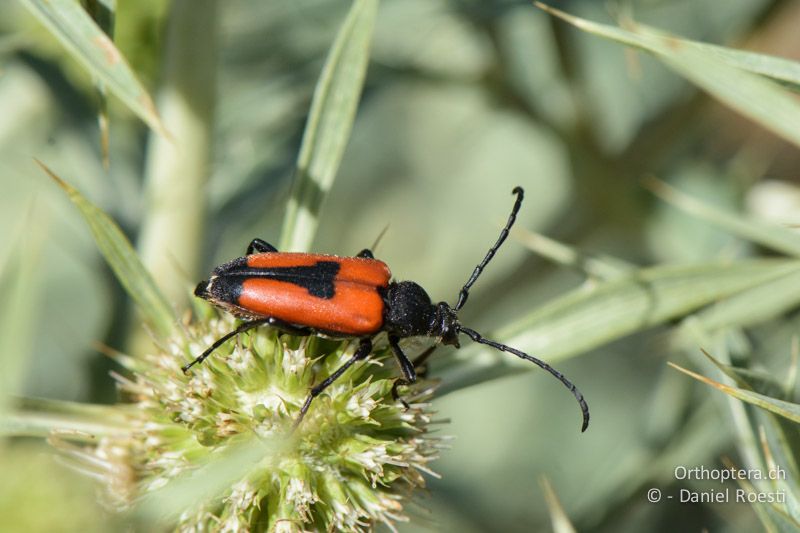 Beherzter Halsbock (Leptura cordigera) - FR, Plateau d'Aumelas, 11.07.2014