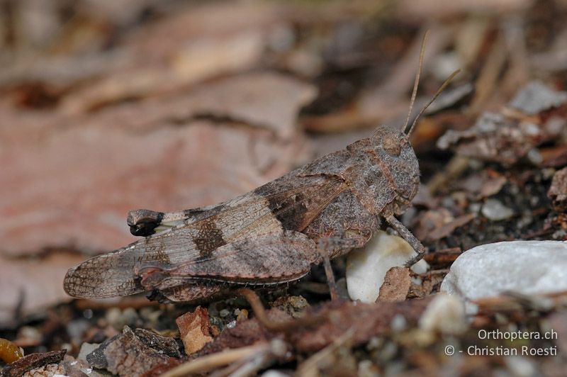 Oedipoda caerulescens ♀ - CH, VS, Salgesch, 24.07.2007