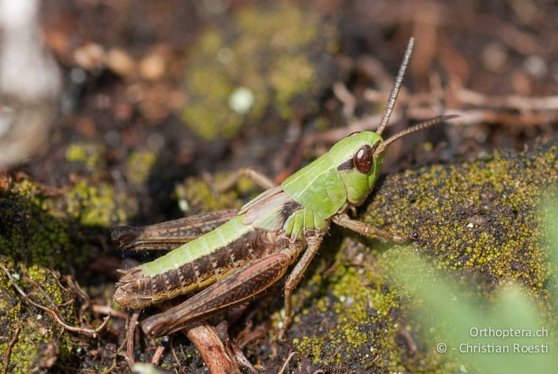 ♂ Larve von Pseudochorthippus parallelus im letzten Stadium - CH, TI, Gotthardpass, 21.08.2009