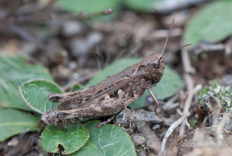 Omocestus haemorrhoidalis ♀. Bei diesem kontrastlos gezeichneten Individuum sind die Halsschild-Seitenkiele undeutlich zu sehen - FR, Gard, Mont Aigoual, 08.10.2010