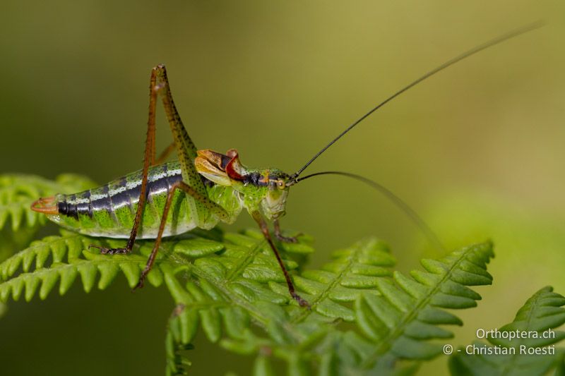 Poecilimon gracilis ♂ - GR, Westmakedonien, Mt. Vernon, 10.07.2013