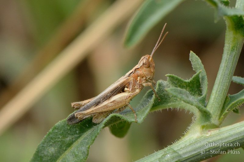 ♂ von Omocestus minutus - GR, Zentralmakedonien, Scholari, 05.07.2013