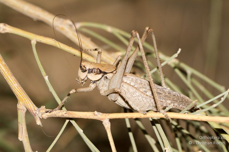 Männchen von Anadrymadusa cf. jordanica. Ein Gesangsbeispiel findet sich in der Stimmengalerie. Die Tiere erinnern etwas an den Südlichen Warzenbeisser (Decticus albifrons). Wadi Walah, 25.05.2011