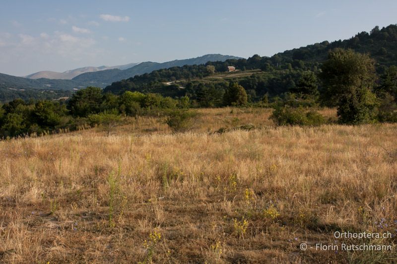 Trockene, strukturreiche Wiese - GR, Zentralmakedonien, Mt. Vrondous, 28.07.2012