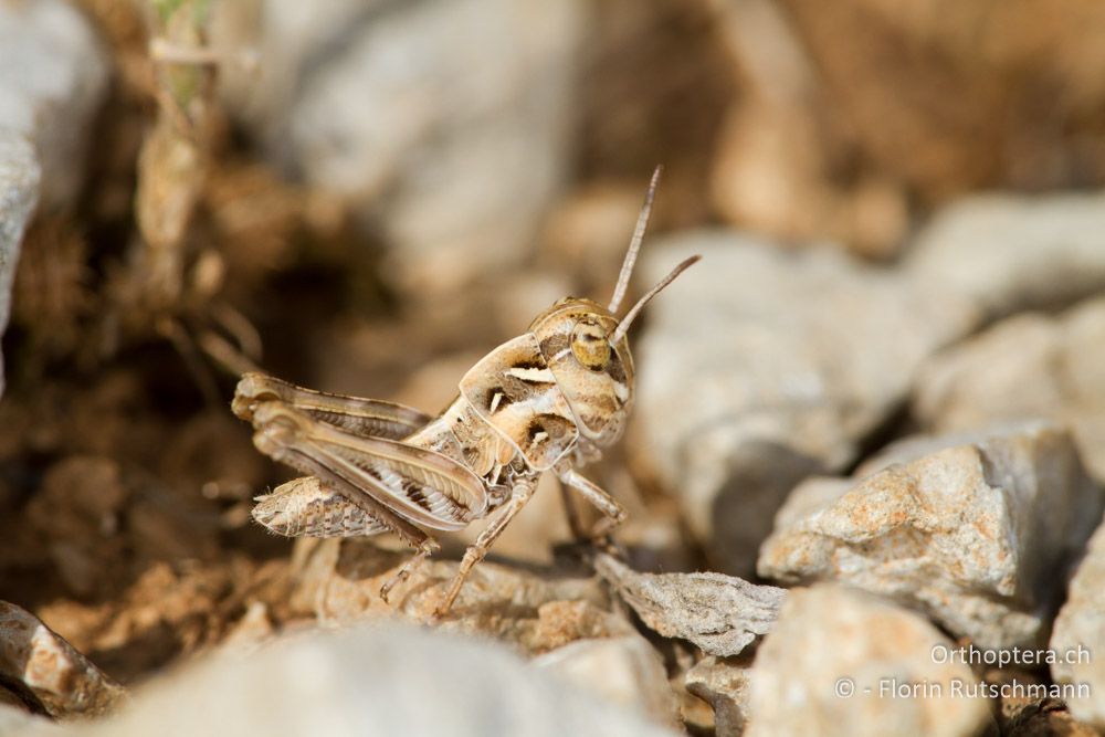 Kreuzschrecke (Oedaleus decorus) im 1. Larvenstadium - SI, Obalno-kraška, Movraž, 09.06.2014