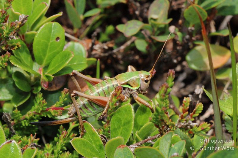 Anonconotus italoaustriacus ♀ im letzten Larvenstadium - AT, Kärnten, Glockner, 05.08.2014