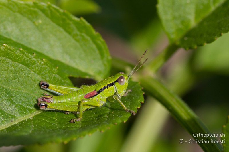 Odontopodisma fallax ♂ - HR, Primorje-Gorski, Krk, 07.06.2014