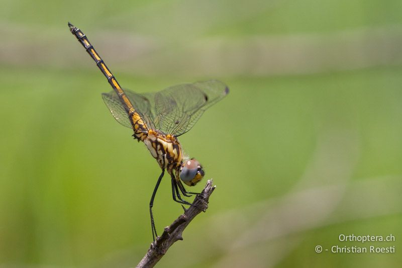 Trithemis furva, Navy Dropwing ♂ imm. - SA, Mpumalanga, Matibidi, Blyde Canyon Forever Resort, 09.01.2015