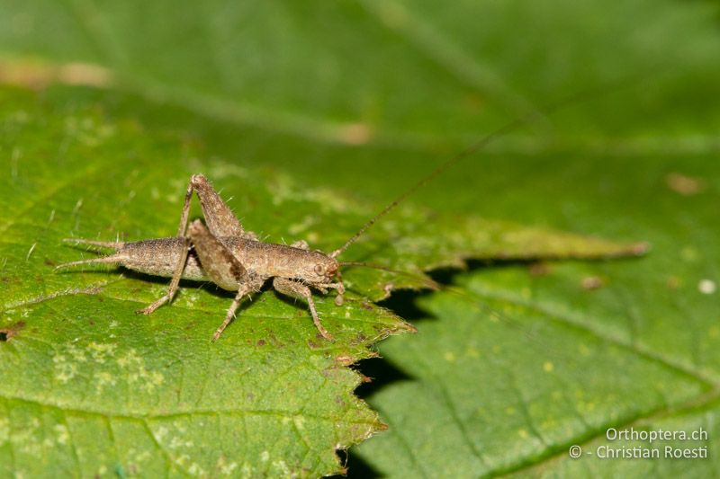 Arachnocephalus vestitus ♂ - HR, Zadar, Posedarje, ex situ, 30.08.2021