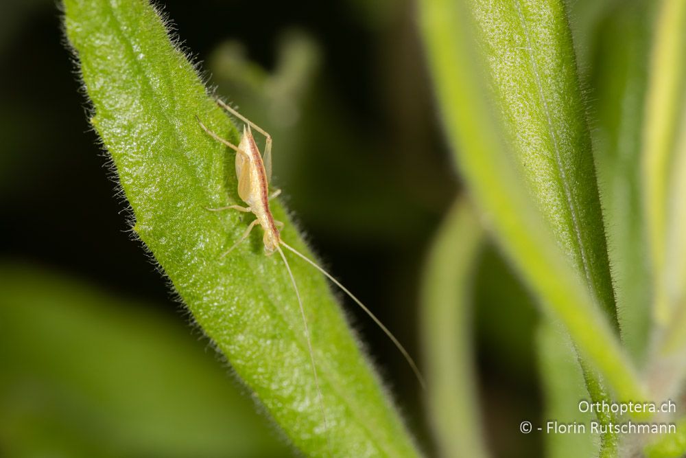 Oecanthus spec. Nymphe - GR, Ionische Inseln, Lefkada, 10.06.2024