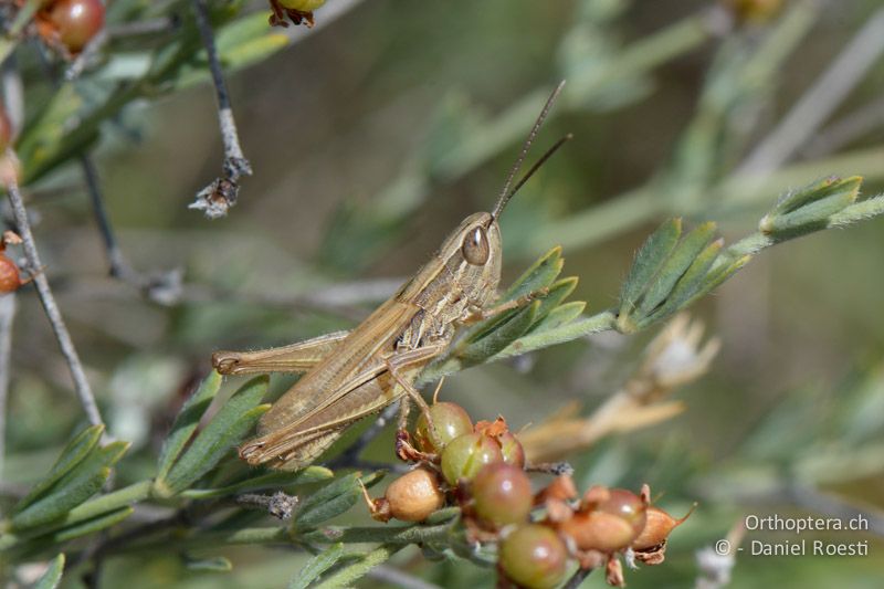 Euchorthippus elegantulus ♂ - FR, bei Manosque, 05.07.2014