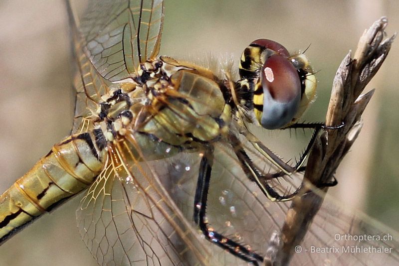 Frühe Heidelibelle (Sympetrum fonscolombii) ♀ - FR, Camargue, 09.07.2014