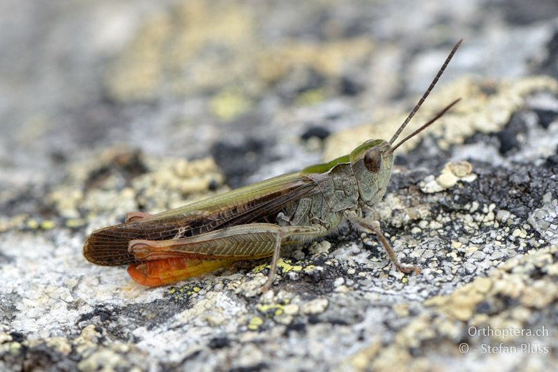 Chorthippus bornhalmi ♂ - GR, Westmakedonien, Mt. Varnous, 11.07.2013