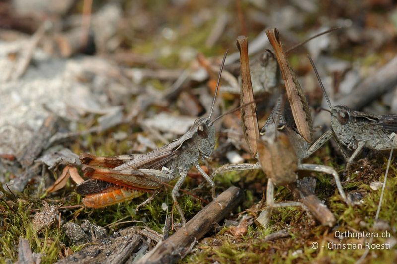 Werbende ♂♂ von Chorthippus vagans warten bei der Eiablage des ♀, um sich danach zu verpaaren - CH, VS, Salgesch, 31.07.2007