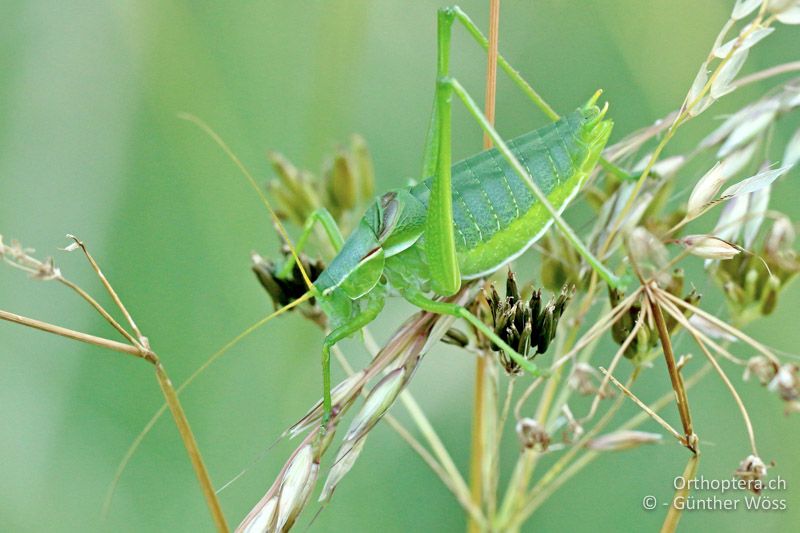 Isophya costata ♂ - AT, Niederösterreich, Buschberg, 18.06.2017