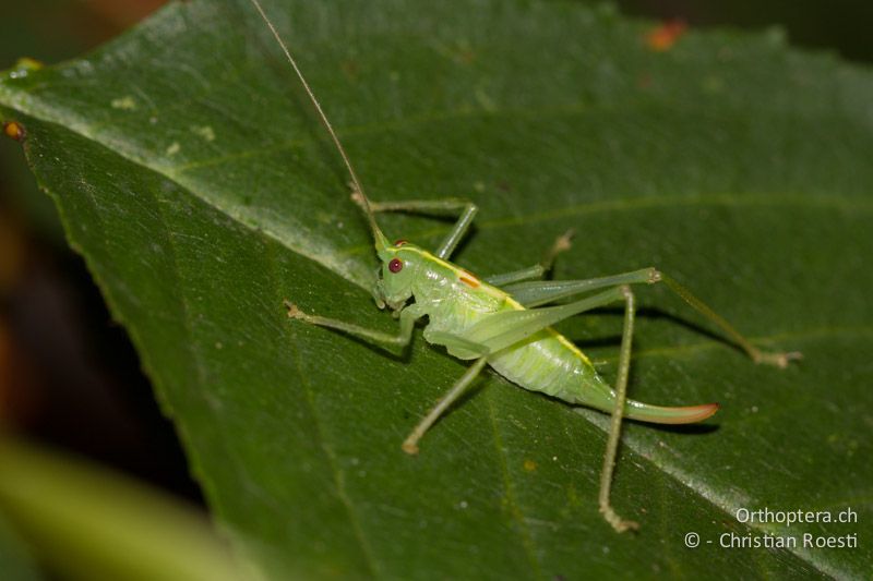 Meconema meridionale ♀ - CH, BE, Bern, 16.08.2012