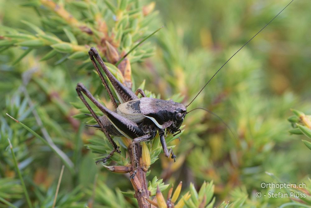 Pholidoptera rhodopensis ♂ - BG, Blagoewgrad, Bergwiese bei Pass nach Pirin, 12.07.2018