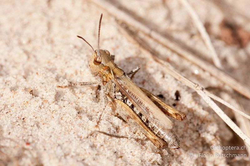 Myrmeleotettix maculatus ♀ - LV, Kurzeme, Kolka, 04.09.2009