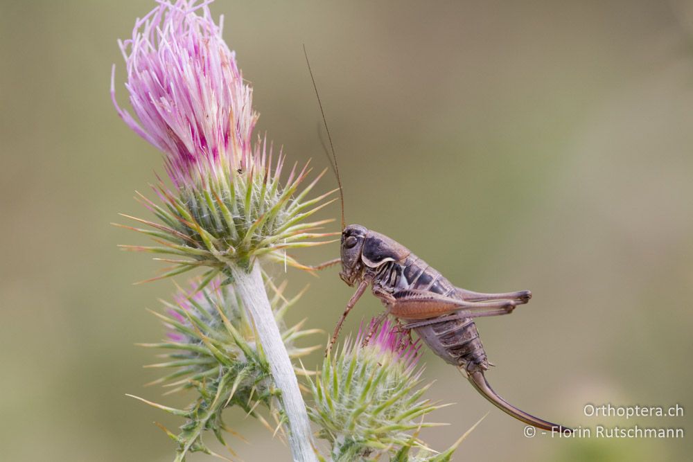 Anterastes serbicus - Mt. Pangeon, 25.07.2012