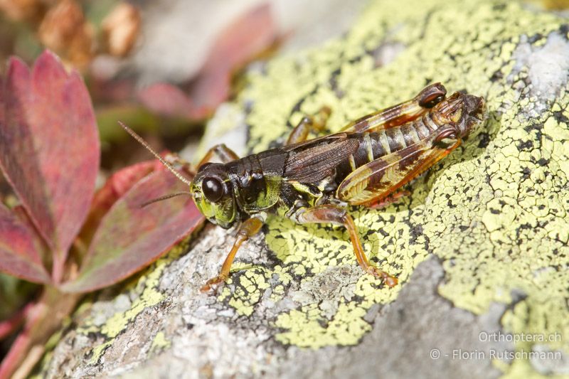 Bohemanella frigida ♂ - CH, GR, Berninapass, 20.09.2013